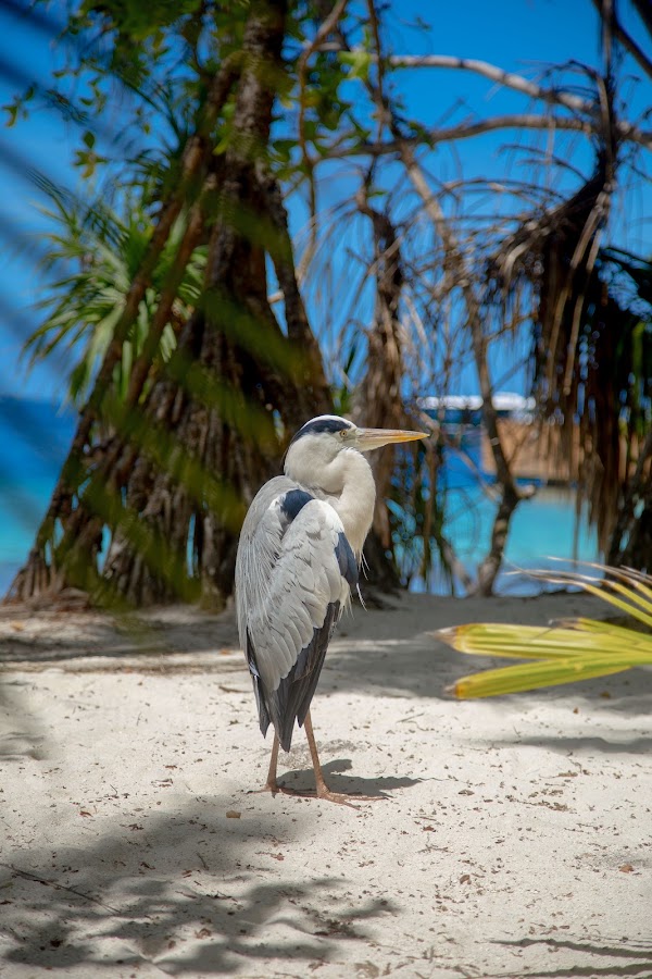 Maldives anniversary photography — frame 2