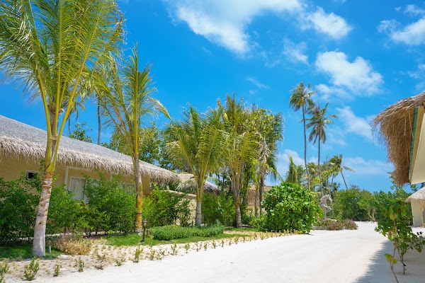 Sandy path lined with palm trees and thatched-roof villas at You & Me Maldives, Raa Atoll, beneath a bright blue
