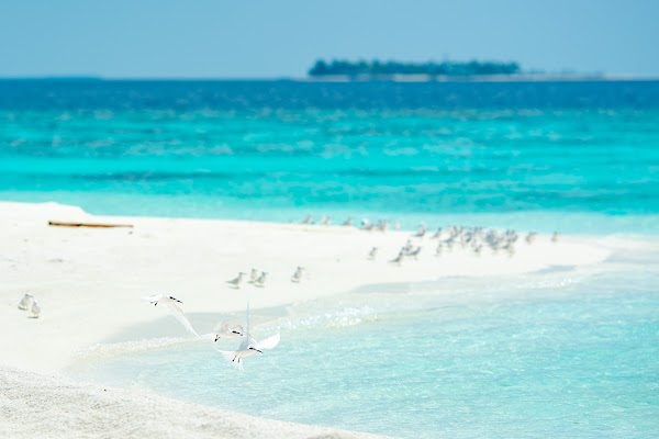 P & L  Proposal at Eriyadhu Island Resort, Eriyadhu Island Resort, Kaafu Atoll, Maldives — frame 23