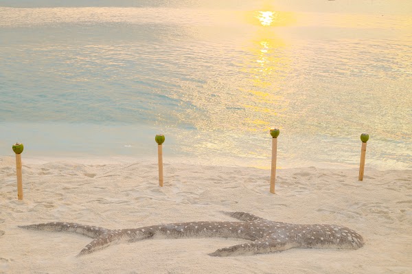 You and Me Maldives — Food and Beverage, You & Me Maldives, Raa Atoll, Maldives — frame 4